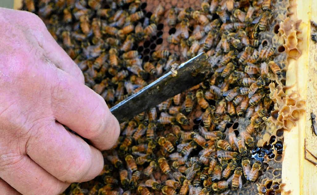 Honey bees have been trained to sniff out explosives and can also find other chemicals, including drugs and decomposing bodies. Honey bees have been trained to sniff out explosives and can also find other chemicals, including drugs and decomposing bodies.